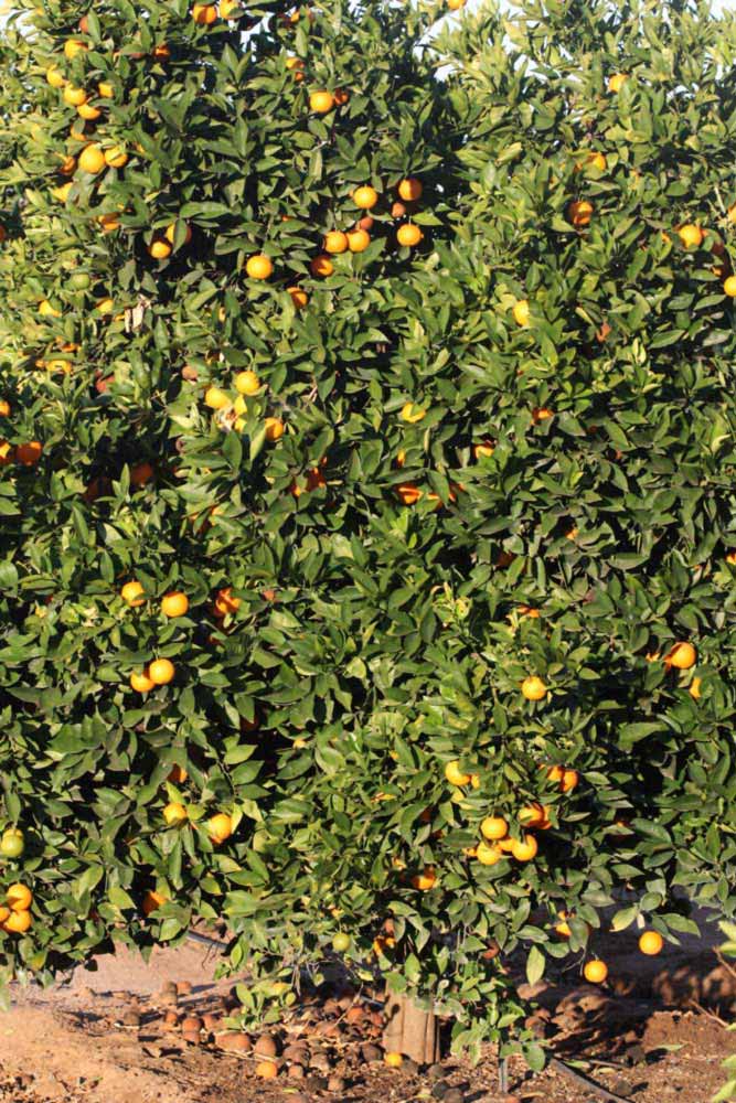            Habit (Riverside, CA)   